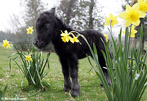 Amongst the daisies!!! -  Animals - 
